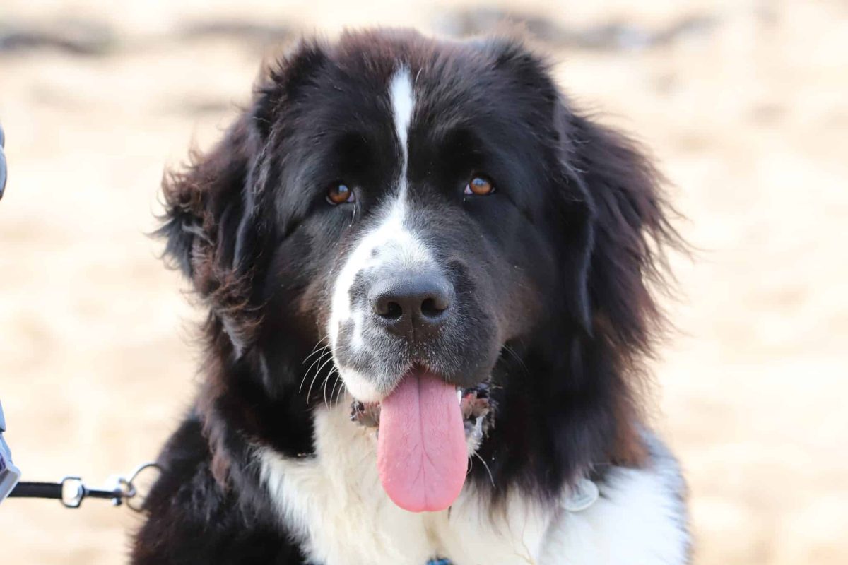 Newfoundland displaying calm loyalty with a gentle and caring spirit.