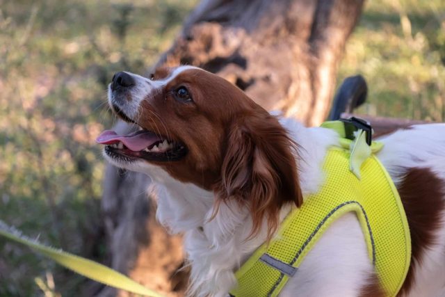 Cavalier King Charles Spaniel expressing gentle affection and heartfelt devotion every day.