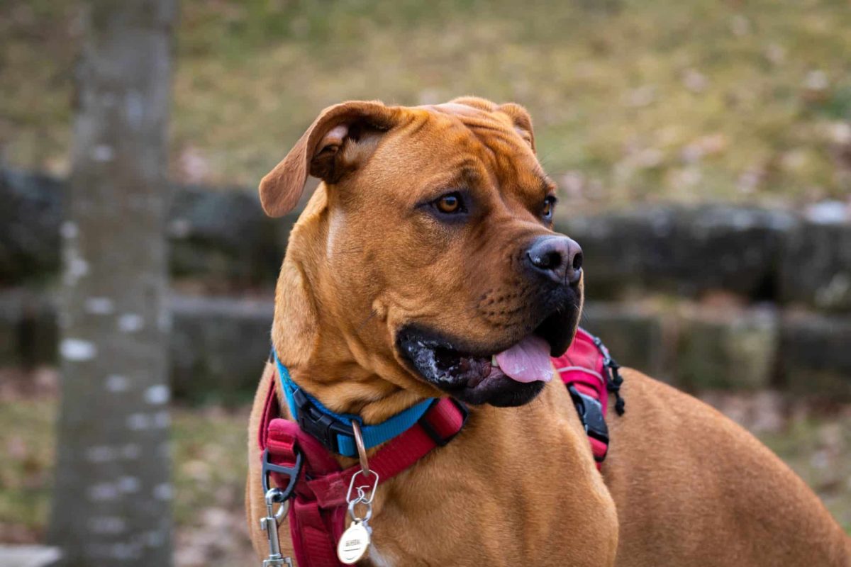 Boxer sharing joyful loyalty with a playful and affectionate personality.