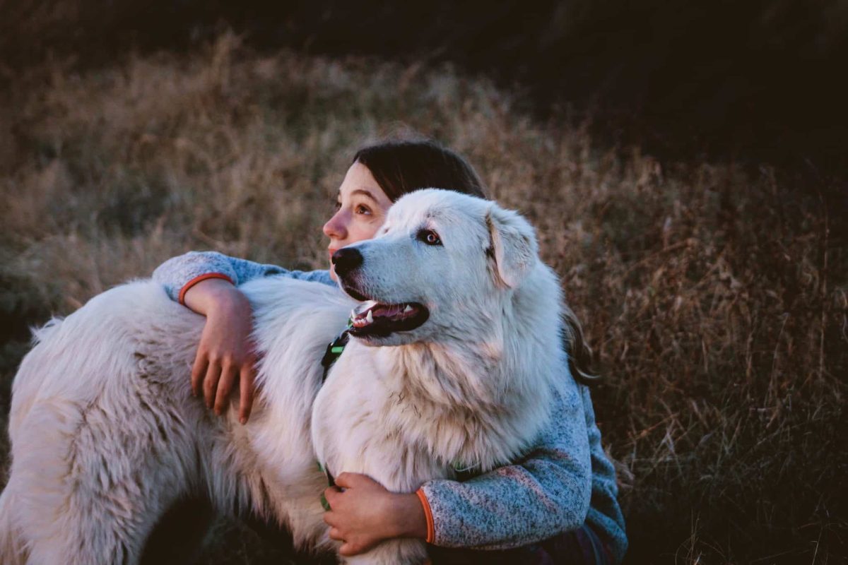 Great Pyrenees showing calm loyalty with quiet strength and gentle affection.