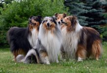 11 Loyal Dog Breeds With The Sweetest Souls 11 Loyal Dog Breeds With The Sweetest Souls