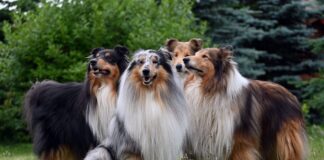 11 Loyal Dog Breeds With The Sweetest Souls