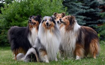 11 Loyal Dog Breeds With The Sweetest Souls 11 Loyal Dog Breeds With The Sweetest Souls