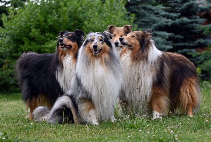 11 Loyal Dog Breeds With The Sweetest Souls