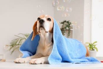 Best dog wipes for cleaning and grooming your dog