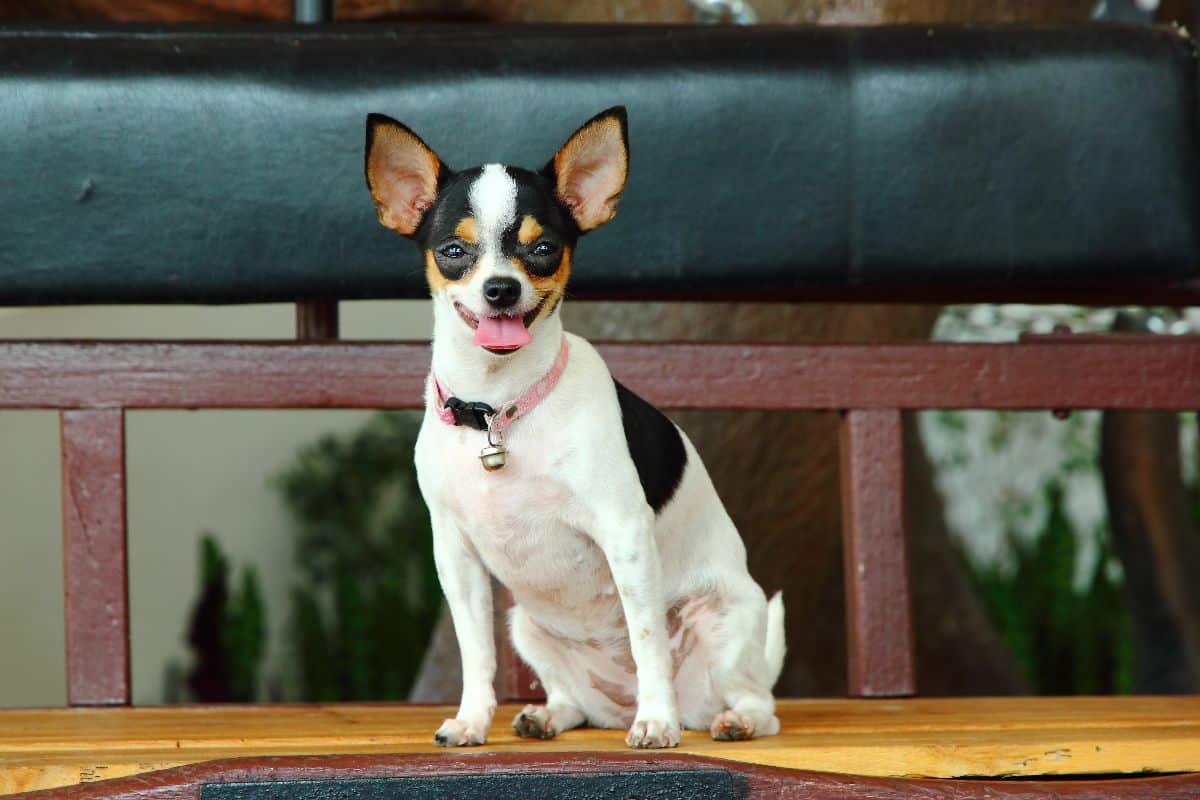 Rat Terrier showing alert intelligence and energetic American farm heritage.