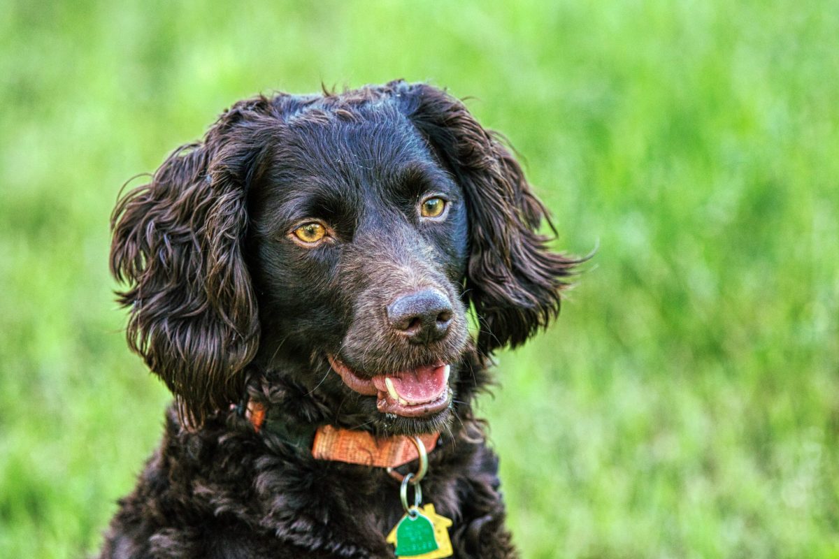 Boykin Spaniel showing cheerful determination and proud American sporting heritage.