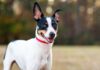13 All-American Dog Breeds Born In The USA 13 All-American Dog Breeds Born In The USA