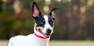 13 All-American Dog Breeds Born In The USA 13 All-American Dog Breeds Born In The USA