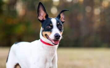 13 All-American Dog Breeds Born In The USA 13 All-American Dog Breeds Born In The USA