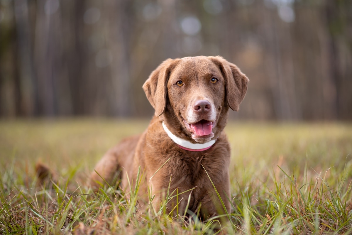 Chesapeake Bay Retriever reflecting strength, loyalty, and proud American working heritage.