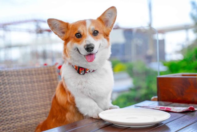 Corgi seated at a table with an empty plate, a playful nod to