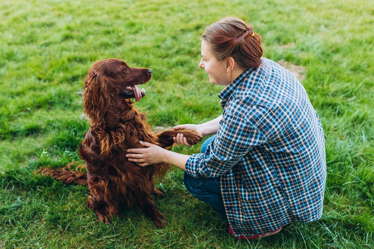 Irish Setter radiating cheerful loyalty with a loving and spirited nature.
