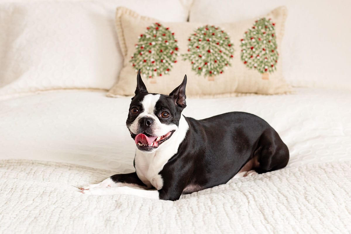 Boston Terrier with bright eyes representing cheerful American companionship and charm.