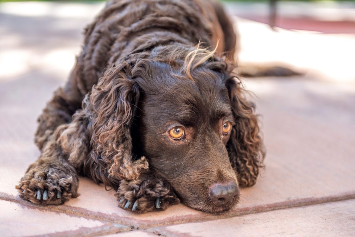 American Water Spaniel showing determination and versatile sporting spirit.