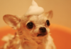 10 Best Dog Shampoo Products 10 Best Dog Shampoo Products