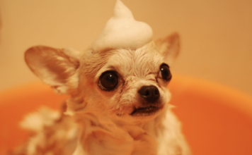 10 Best Dog Shampoo Products 10 Best Dog Shampoo Products