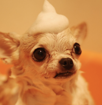 10 Best Dog Shampoo Products 10 Best Dog Shampoo Products
