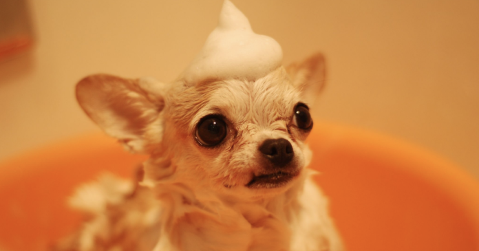10 Best Dog Shampoo Products