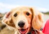 10 Best Rattan Dog Beds 10 Best Rattan Dog Beds