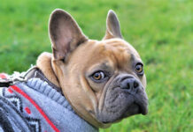 10 Best Supplements for a Senior French Bulldog 10 Best Supplements for a Senior French Bulldog
