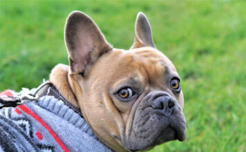 10 Best Supplements for a Senior French Bulldog 10 Best Supplements for a Senior French Bulldog