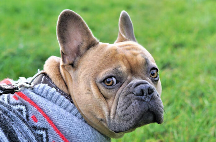 10-Best-Supplements-for-a-Senior-French-Bulldog.jpg 10 Best Supplements for a Senior French Bulldog