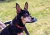 10 Best Supplements for a Senior Miniature Pinscher 10 Best Supplements for a Senior Miniature Pinscher