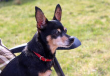 10 Best Supplements for a Senior Miniature Pinscher 10 Best Supplements for a Senior Miniature Pinscher