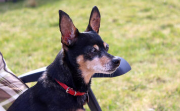 10 Best Supplements for a Senior Miniature Pinscher 10 Best Supplements for a Senior Miniature Pinscher