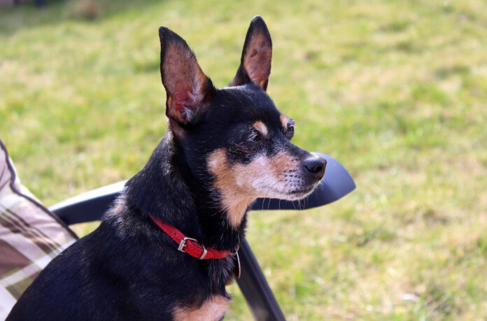 10-Best-Supplements-for-a-Senior-Miniature-Pinscher.jpg 10 Best Supplements for a Senior Miniature Pinscher