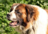 10 Best Supplements for a Senior St. Bernard 10 Best Supplements for a Senior St. Bernard