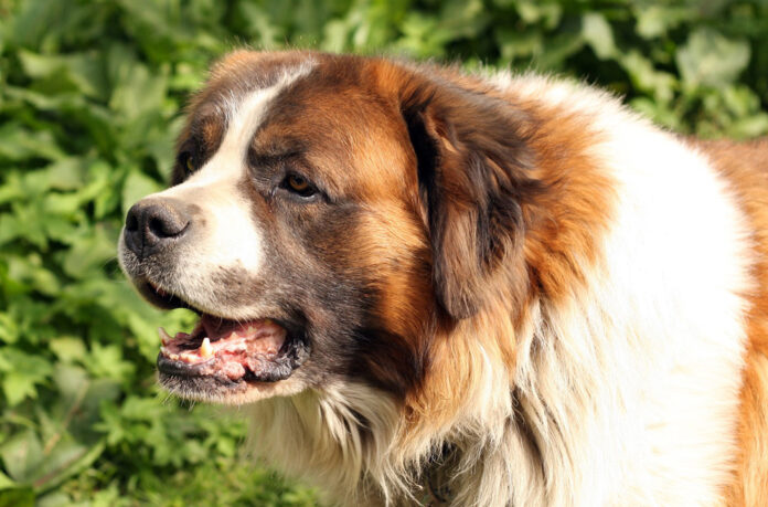 10-Best-Supplements-for-a-Senior-St-Bernard.jpg 10 Best Supplements for a Senior St. Bernard