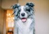 10 Signs Your Dog Is Happy 10 Signs Your Dog Is Happy