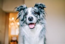 10 Signs Your Dog Is Happy 10 Signs Your Dog Is Happy