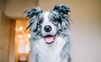 10 Signs Your Dog Is Happy 10 Signs Your Dog Is Happy