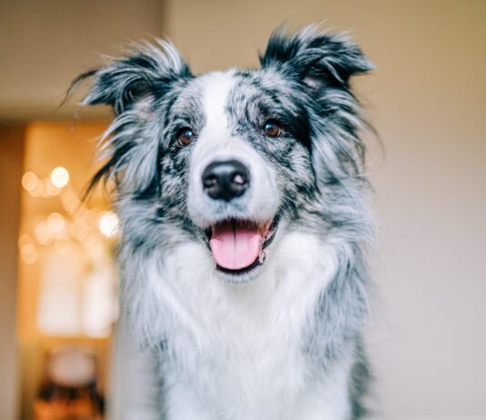 10 Signs Your Dog Is Happy 10 Signs Your Dog Is Happy