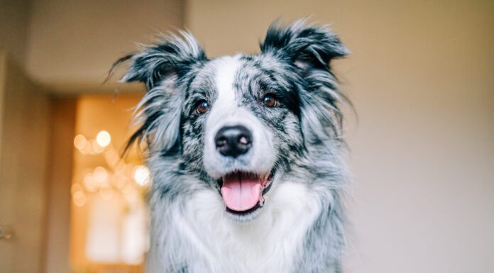 10 Signs Your Dog Is Happy 10 Signs Your Dog Is Happy