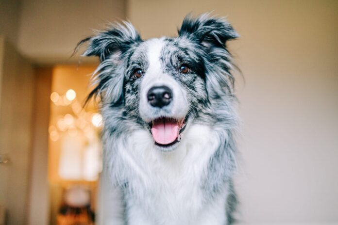 10 Signs Your Dog Is Happy