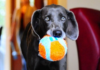 10 Toys That Will Have Your Dog Acting Like A Puppy Again 10 Toys That Will Have Your Dog Acting Like A Puppy Again