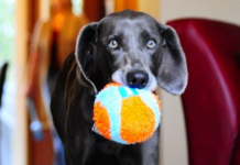 10 Toys That Will Have Your Dog Acting Like A Puppy Again 10 Toys That Will Have Your Dog Acting Like A Puppy Again