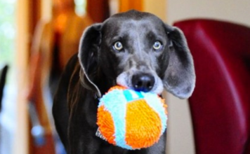 10 Toys That Will Have Your Dog Acting Like A Puppy Again 10 Toys That Will Have Your Dog Acting Like A Puppy Again