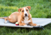 11 Best Outdoor Dog Beds 11 Best Outdoor Dog Beds