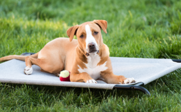 11 Best Outdoor Dog Beds 11 Best Outdoor Dog Beds