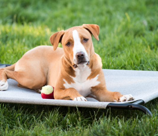 11 Best Outdoor Dog Beds 11 Best Outdoor Dog Beds