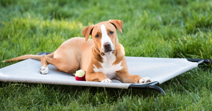 11 Best Outdoor Dog Beds