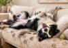 11 Dog Products That Help Protect Your Furniture 11 Dog Products That Help Protect Your Furniture