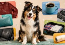 13 Places Dog Hair Somehow Always Appears (And How to Help) 13 Places Dog Hair Somehow Always Appears (And How to Help)
