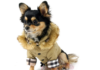 14 Stylish Dog Jackets Your Pup Can Rock This Fall 14 Stylish Dog Jackets Your Pup Can Rock This Fall