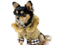 14 Stylish Dog Jackets Your Pup Can Rock This Fall 14 Stylish Dog Jackets Your Pup Can Rock This Fall